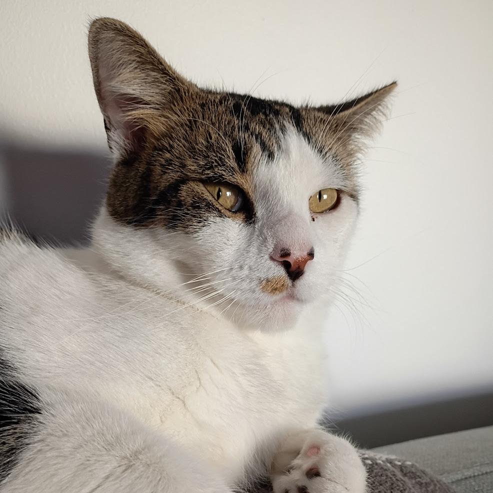 Snoozle, a Adoptable Domestic Short Hair in Chicago, IL image 5/6