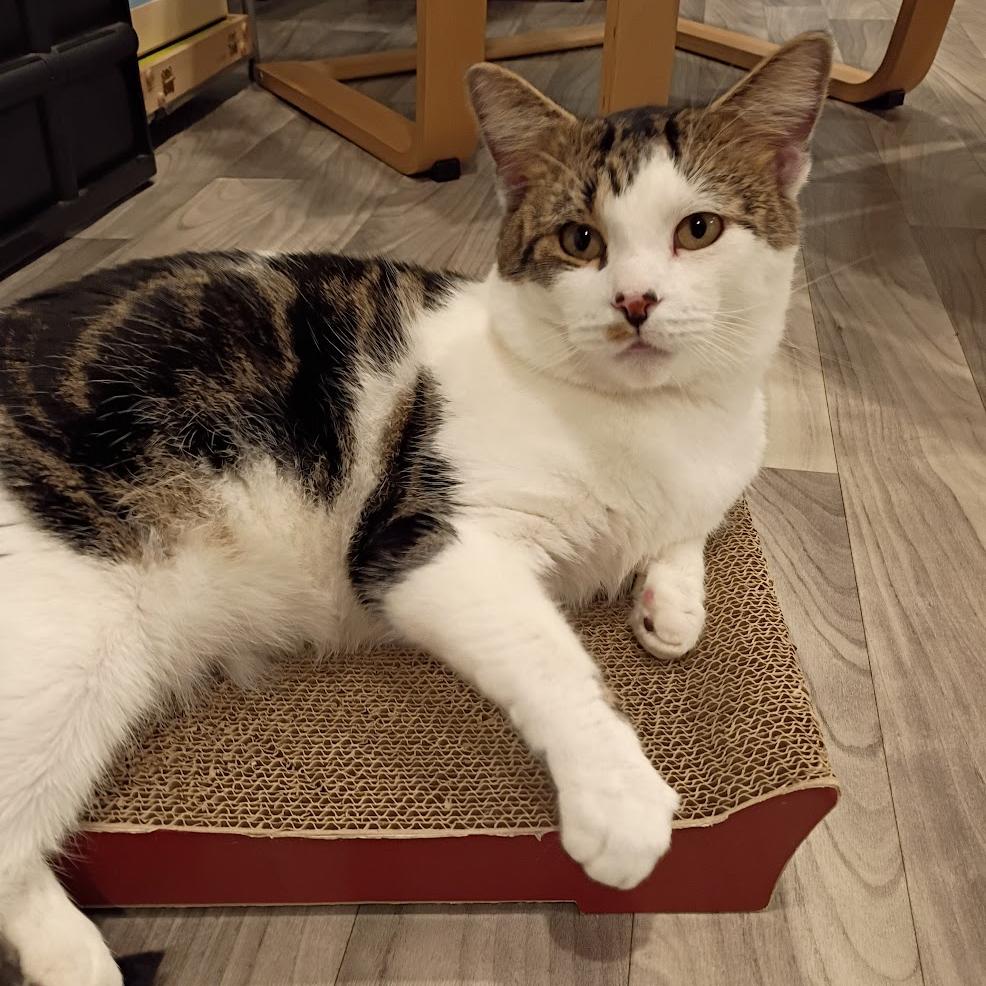 Snoozle, a Adoptable Domestic Short Hair in Chicago, IL image 6/6