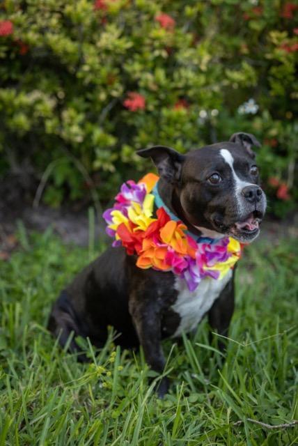 Luna, Adoptable, Adult Female Staffordshire Bull Terrier & Boston Terrier.