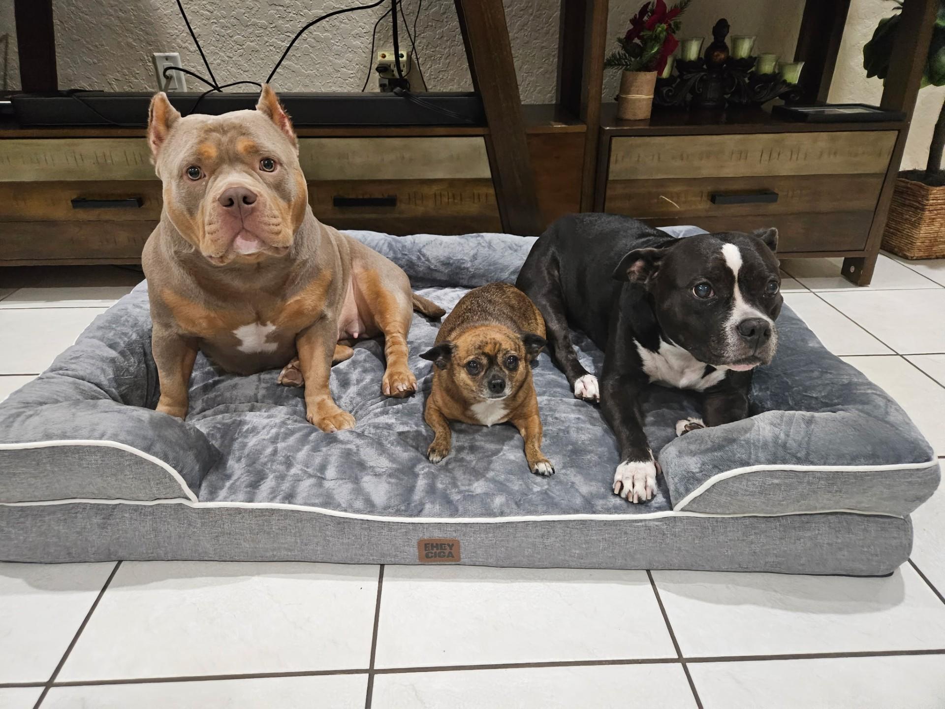 Luna, a Adoptable mixed breed in Plantation, FL image 1/6