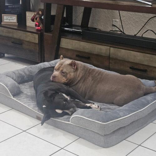 Enlarge Luna, a Adoptable mixed breed in Plantation, FL image 2/6