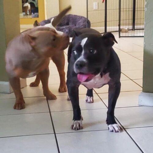 Enlarge Luna, a Adoptable mixed breed in Plantation, FL image 3/6