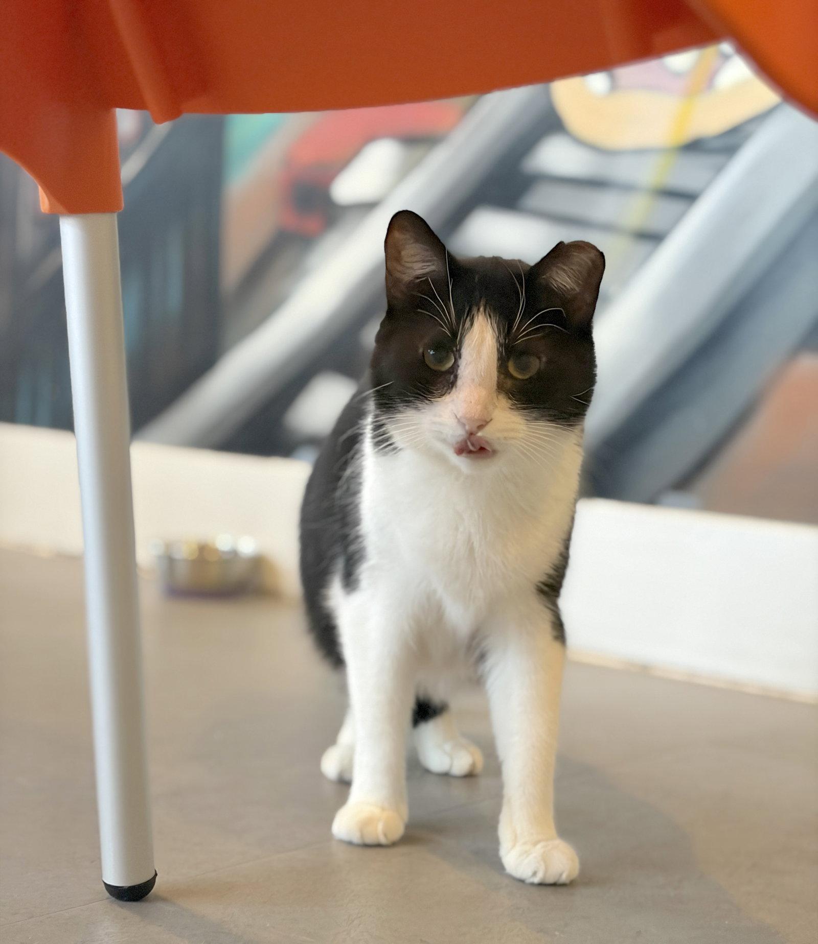 Angelita (needs cat buddy), Adoptable, Adult Female Domestic Short Hair.