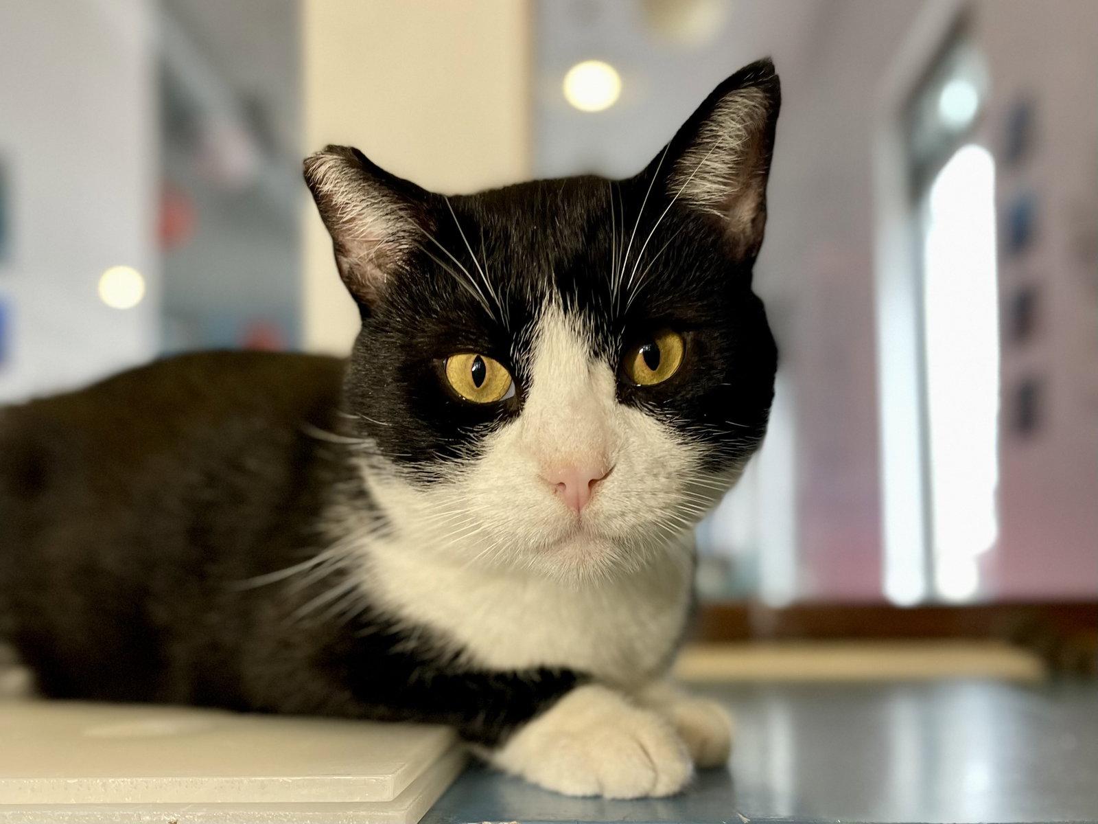 Angelita (needs cat buddy), a Adoptable Domestic Short Hair in Oakland, CA image 2/3