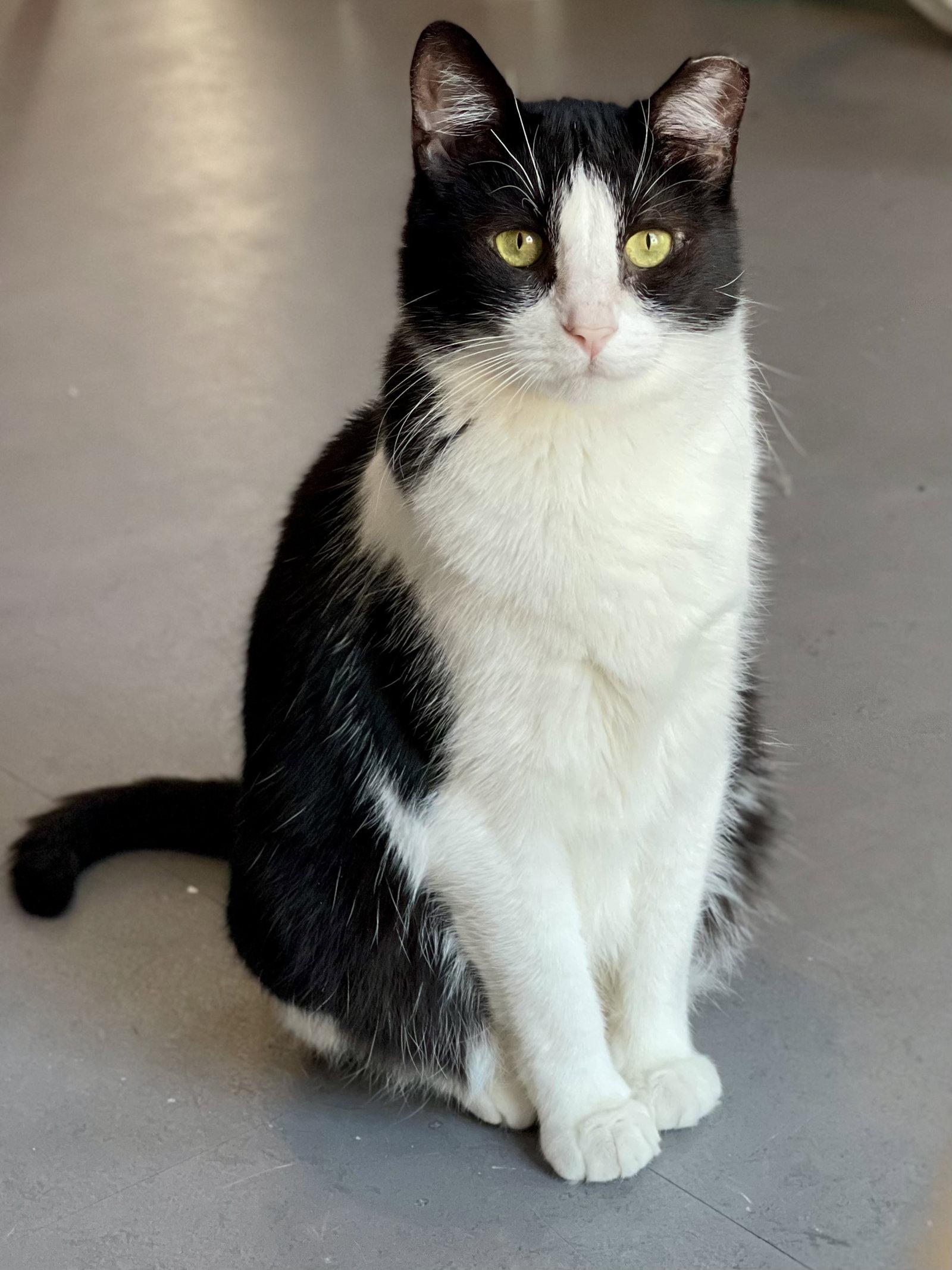 Angelita (needs cat buddy), a Adoptable Domestic Short Hair in Oakland, CA image 3/3