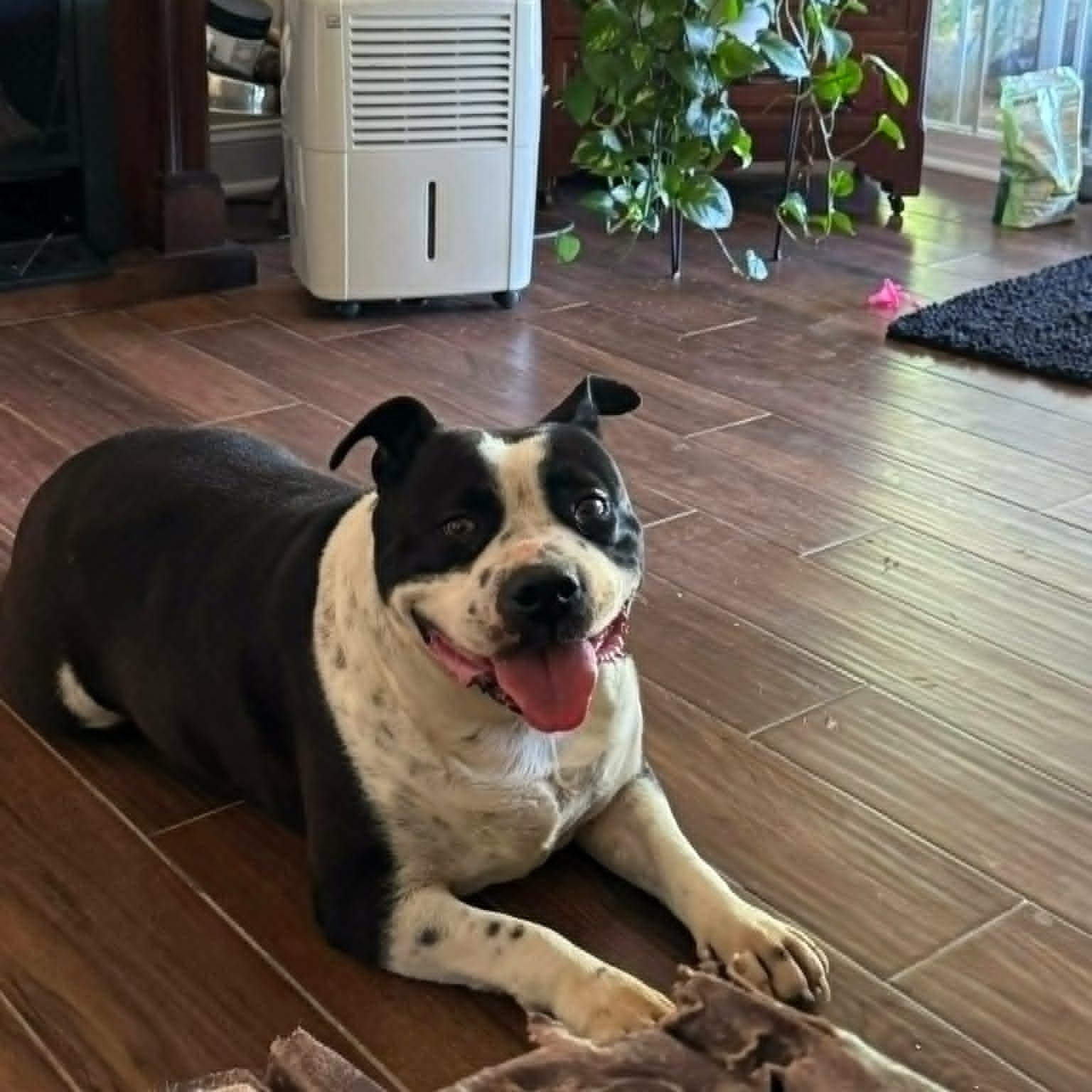 Benny, ADOPTABLE, Adult Male Pit Bull Terrier.