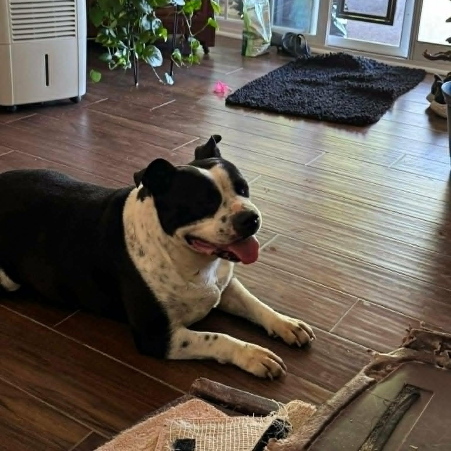 Enlarge Benny, a ADOPTABLE Pit Bull Terrier in Lancaster, KY image 2/3