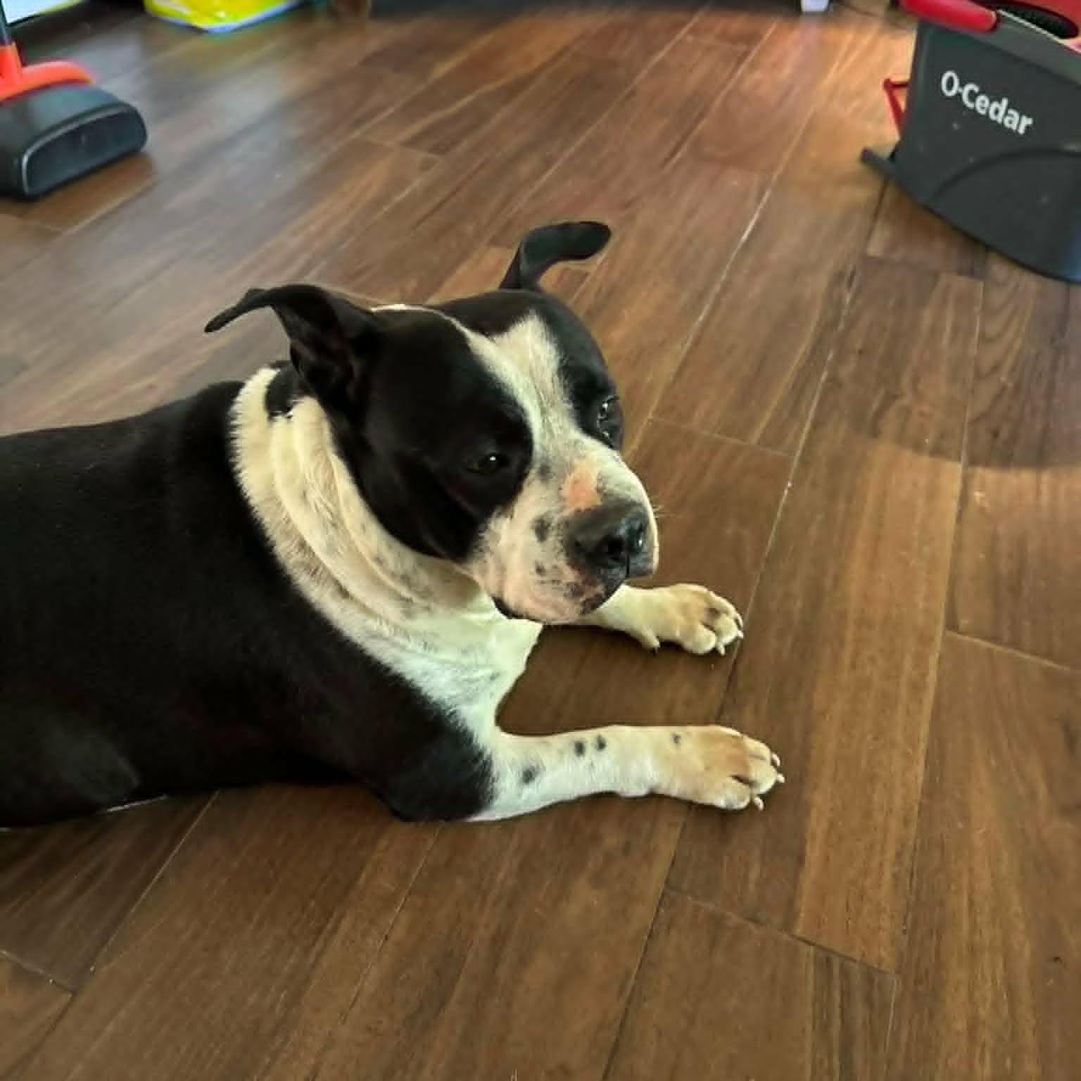 Enlarge Benny, a ADOPTABLE Pit Bull Terrier in Lancaster, KY image 3/3