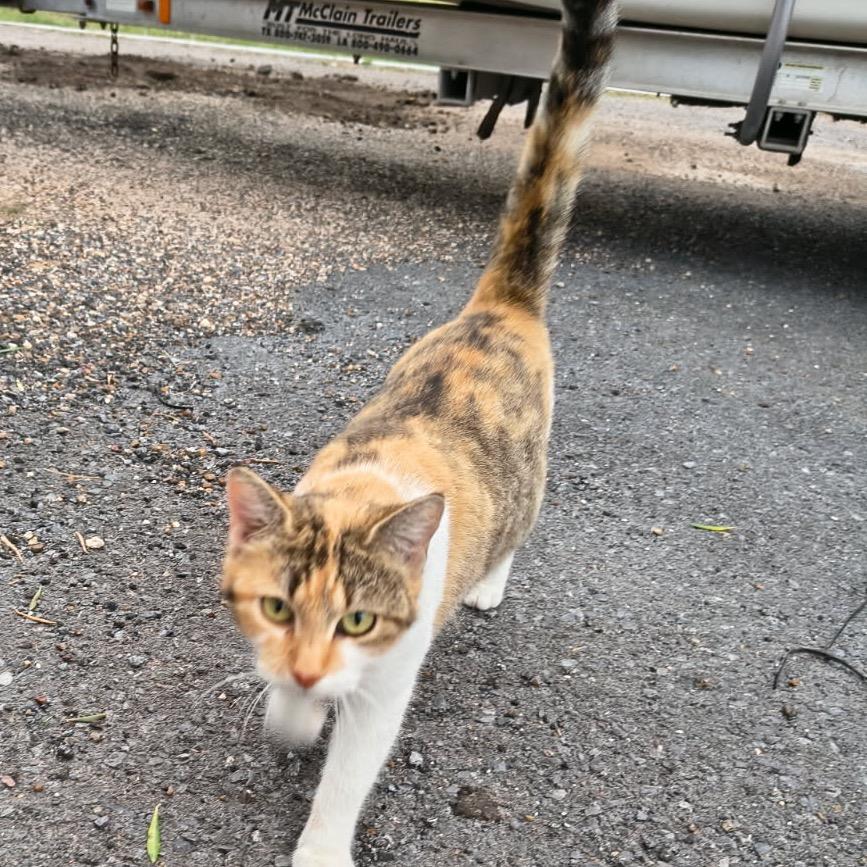 Enlarge Gigi, a Adoptable Domestic Short Hair in Harlingen, TX image 1/1