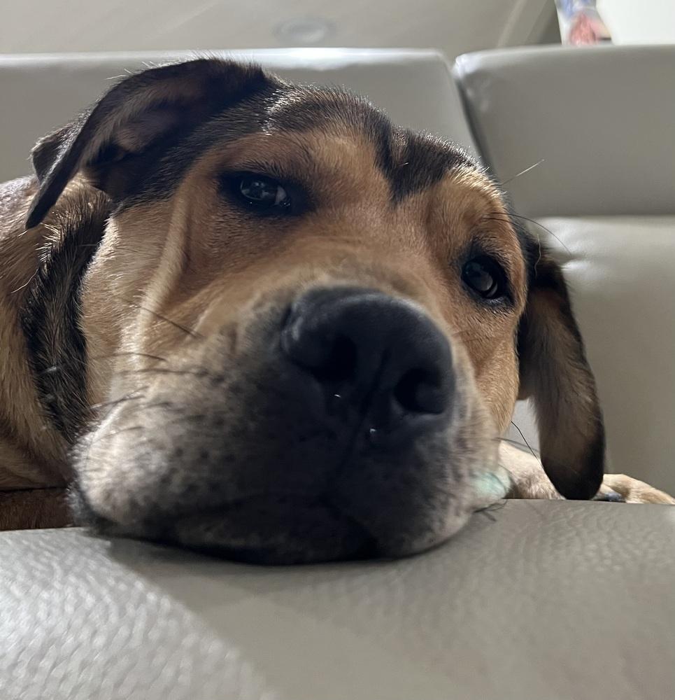 Kenya-Zambia, Adoptable, Young Male Boxer & Shar-Pei.