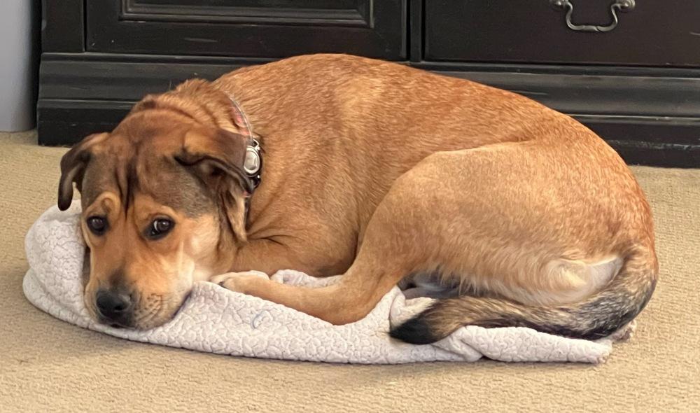 Enlarge Kenya-Zambia, a Adoptable mixed breed in Bonita, CA image 2/6