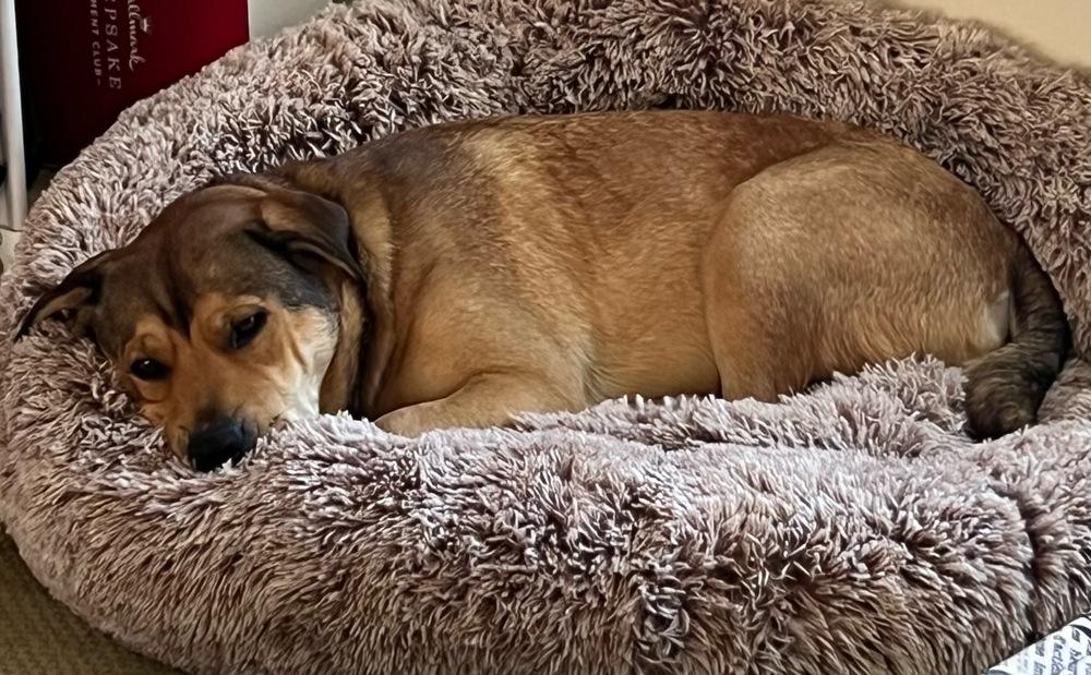 Enlarge Kenya-Zambia, a Adoptable mixed breed in Bonita, CA image 3/6