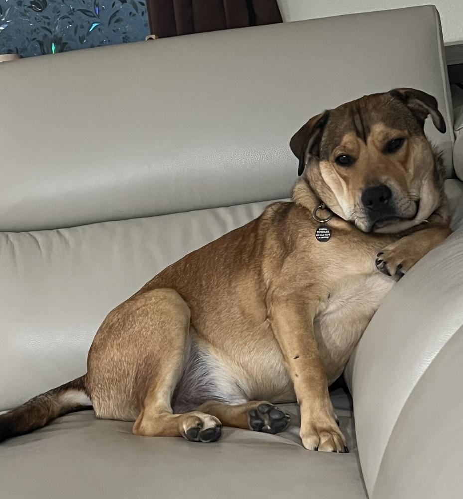 Enlarge Kenya-Zambia, a Adoptable mixed breed in Bonita, CA image 5/6