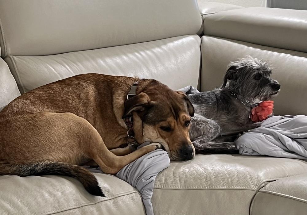 Kenya-Zambia — thumbnail 6