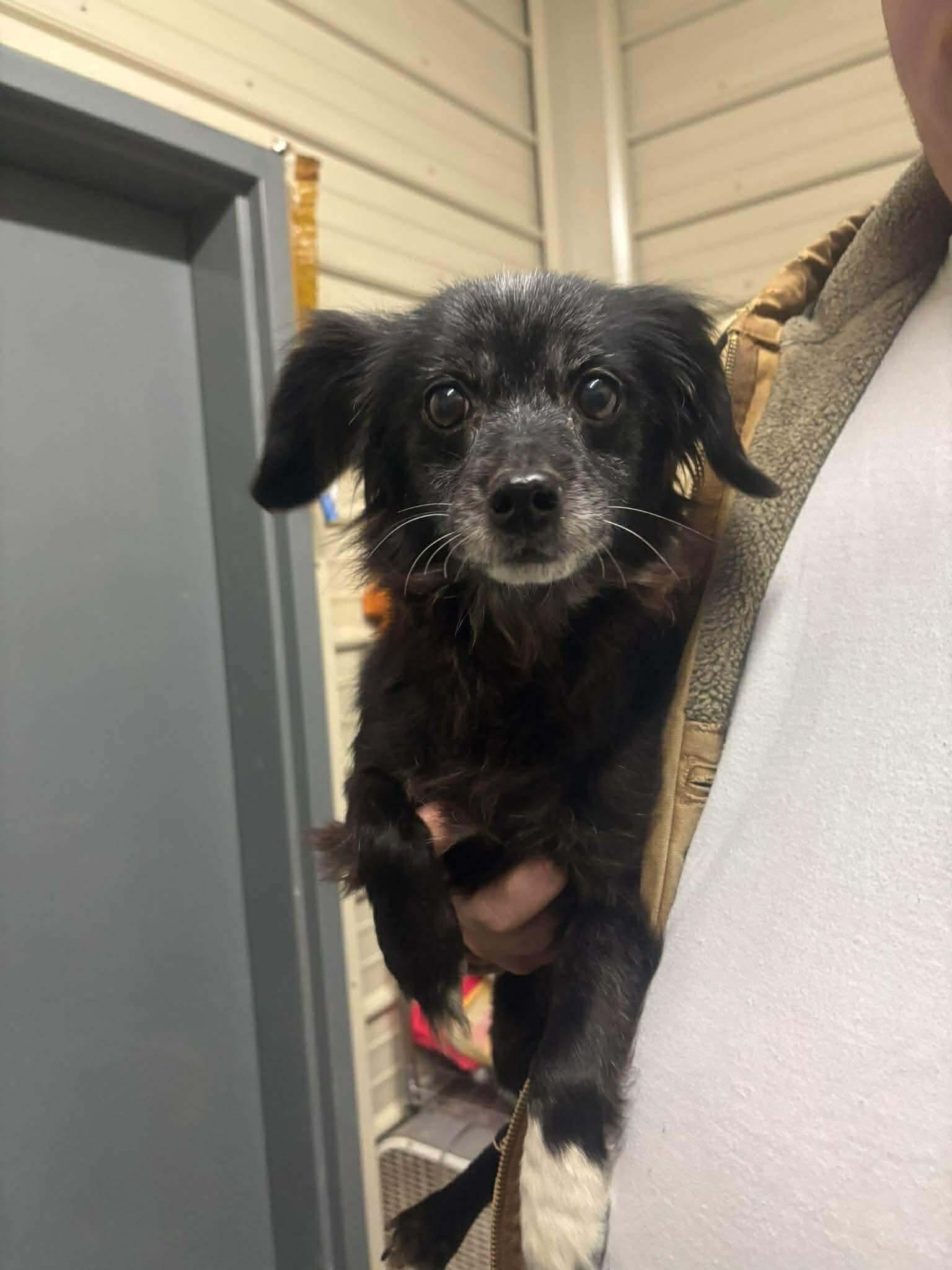 Eve, an adopted mixed breed in Westwood, NJ image 1/3