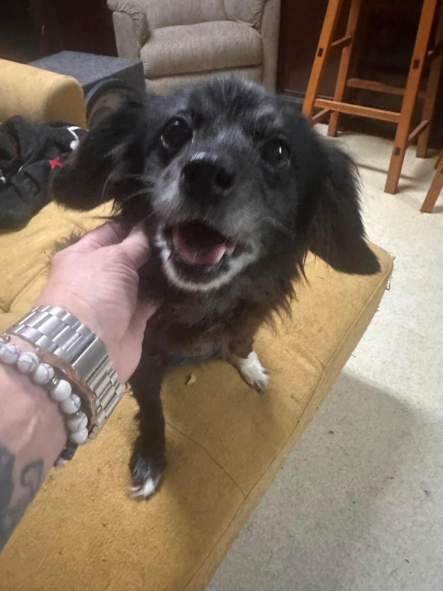 Eve, an adopted mixed breed in Westwood, NJ image 2/3