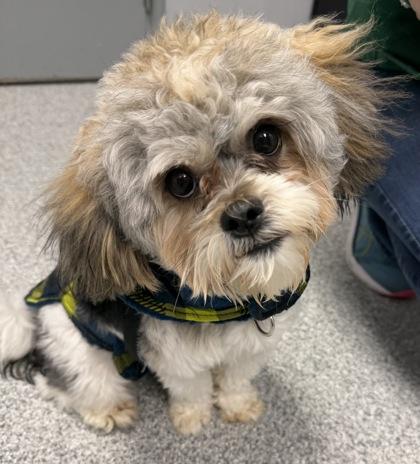 Kody, adopted, Young Male Shih Tzu & Miniature Poodle.