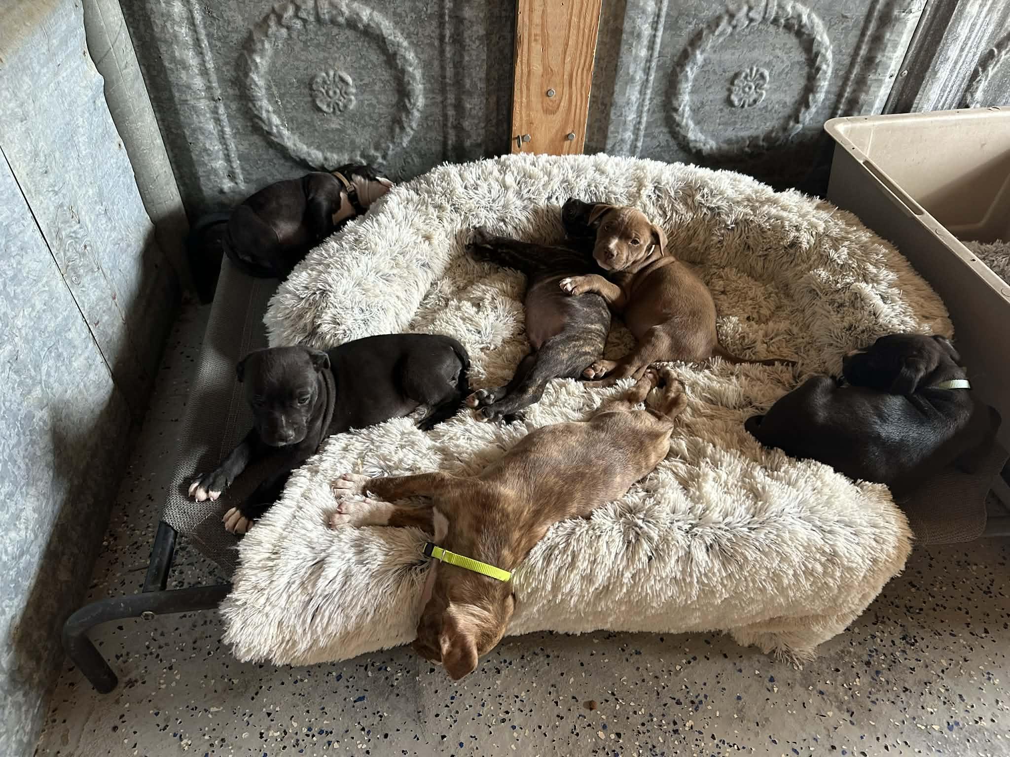 Enlarge #Lucky pups! 5 girls, 1 boy, a Adoptable mixed breed in Harrisburg, PA image 5/6