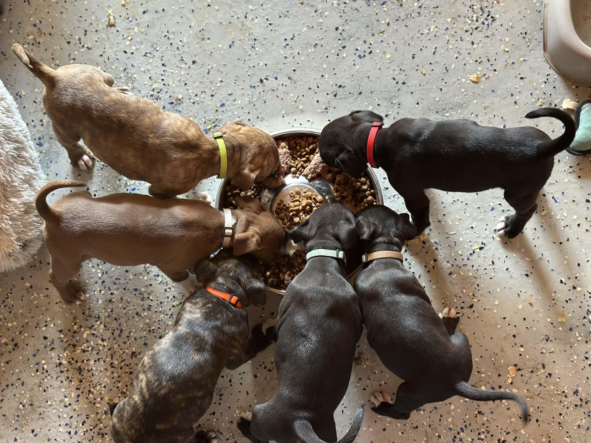 Enlarge #Lucky pups! 5 girls, 1 boy, a Adoptable mixed breed in Harrisburg, PA image 1/6