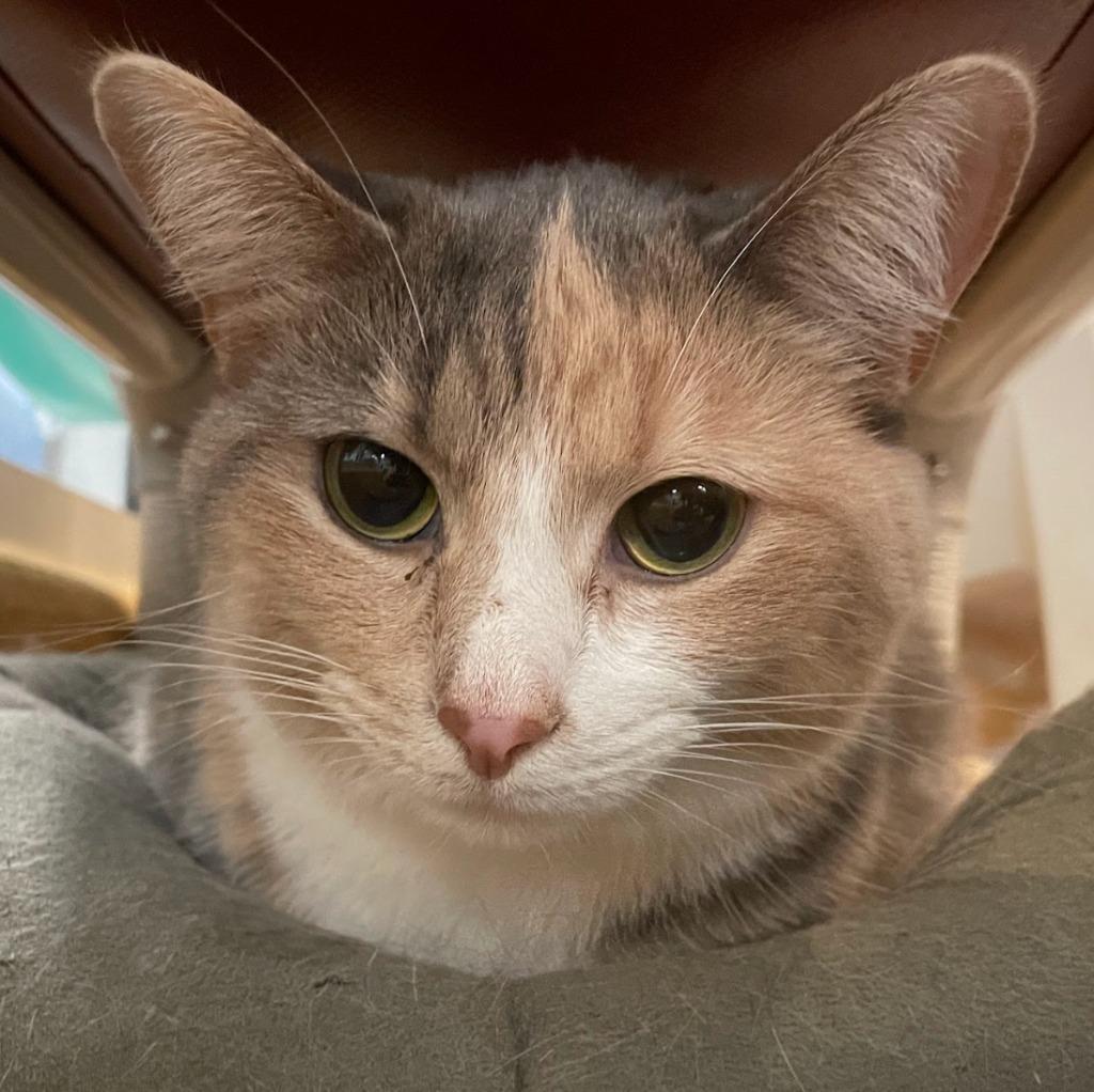 Enlarge Winter, a Adoptable mixed breed in South Bend, IN image 1/6