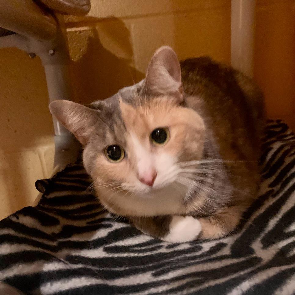 Enlarge Winter, a Adoptable mixed breed in South Bend, IN image 2/6