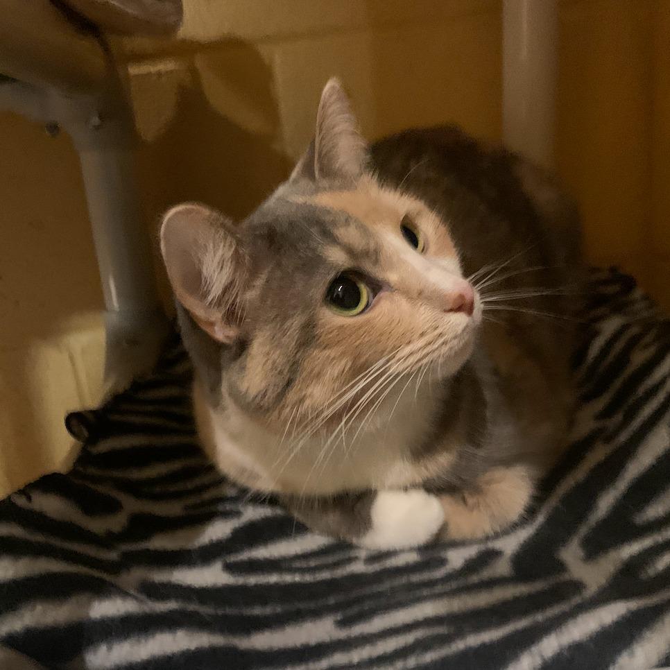 Enlarge Winter, a Adoptable mixed breed in South Bend, IN image 3/6