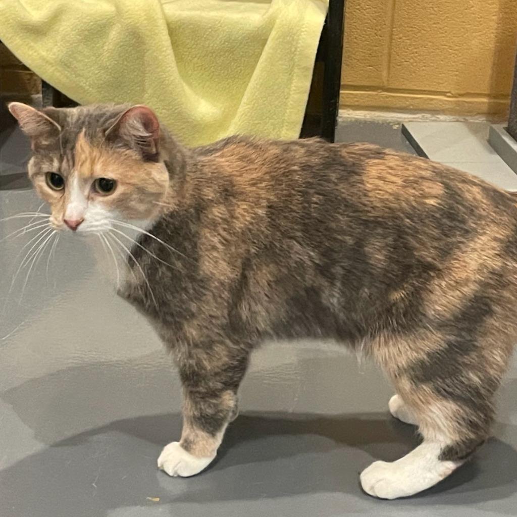 Enlarge Winter, a Adoptable mixed breed in South Bend, IN image 4/6