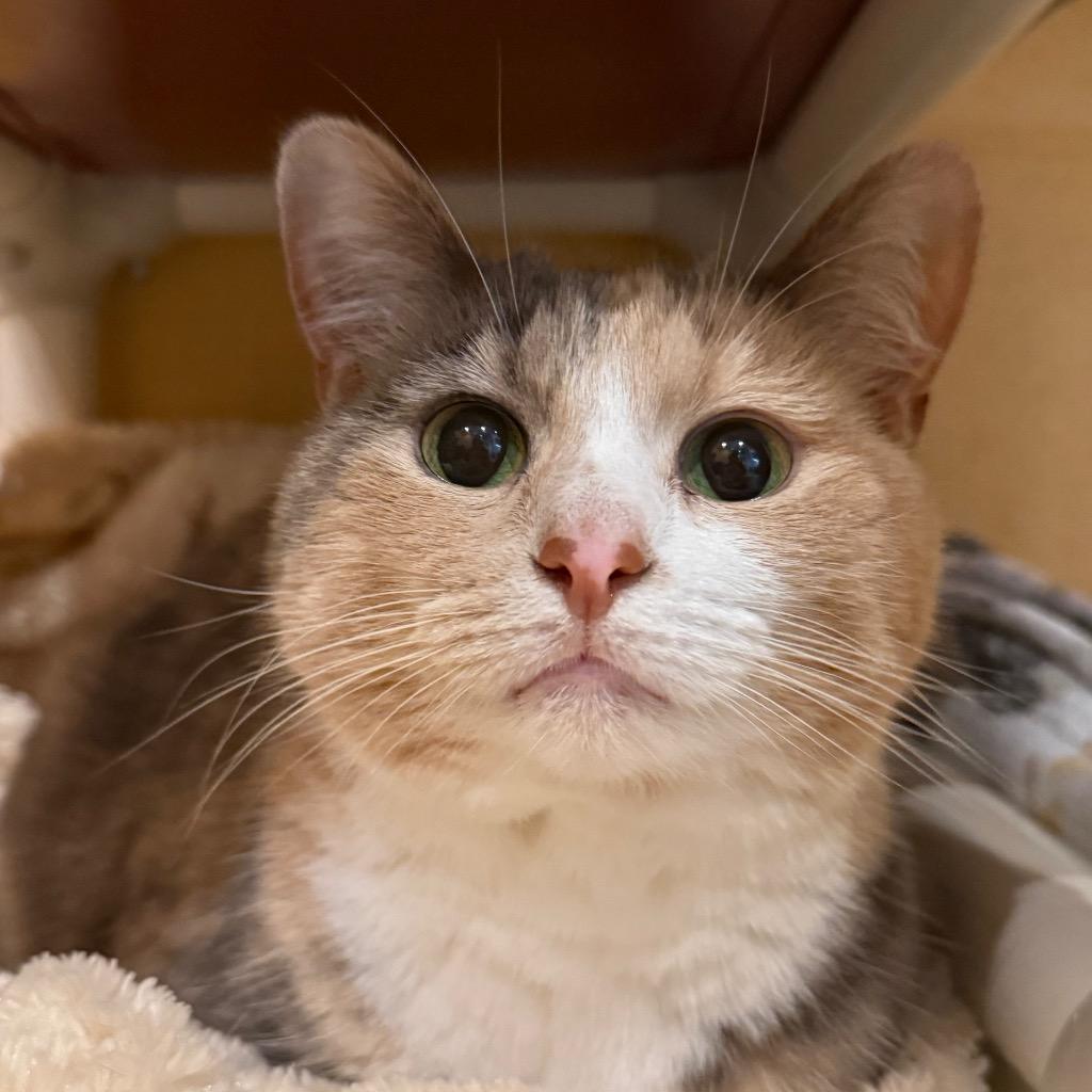 Enlarge Winter, a Adoptable mixed breed in South Bend, IN image 5/6