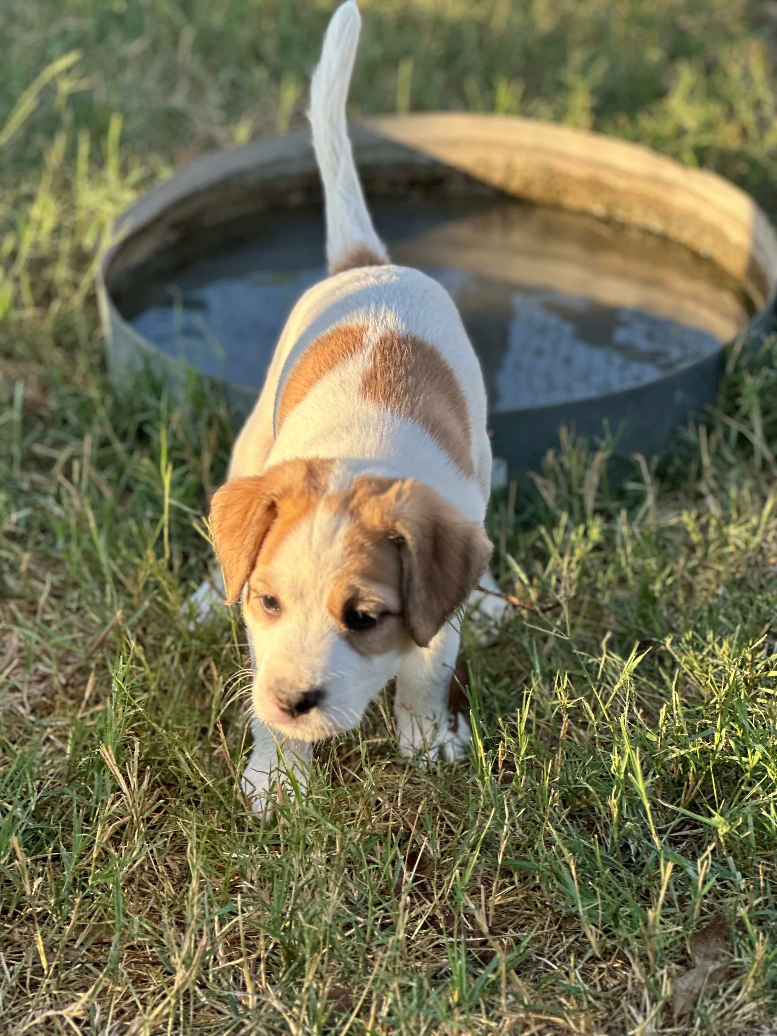 Dog for adoption Marley Hamilton, an Australian Shepherd & Parson