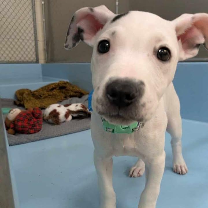 Enlarge Emmy, an adopted mixed breed in Martinsburg, WV image 2/4