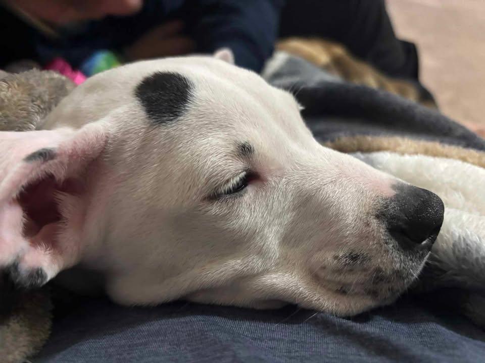 Enlarge Emmy, an adopted mixed breed in Martinsburg, WV image 3/4