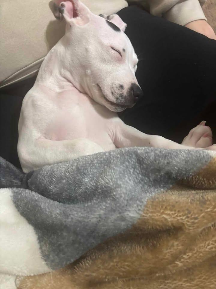 Enlarge Emmy, an adopted mixed breed in Martinsburg, WV image 4/4