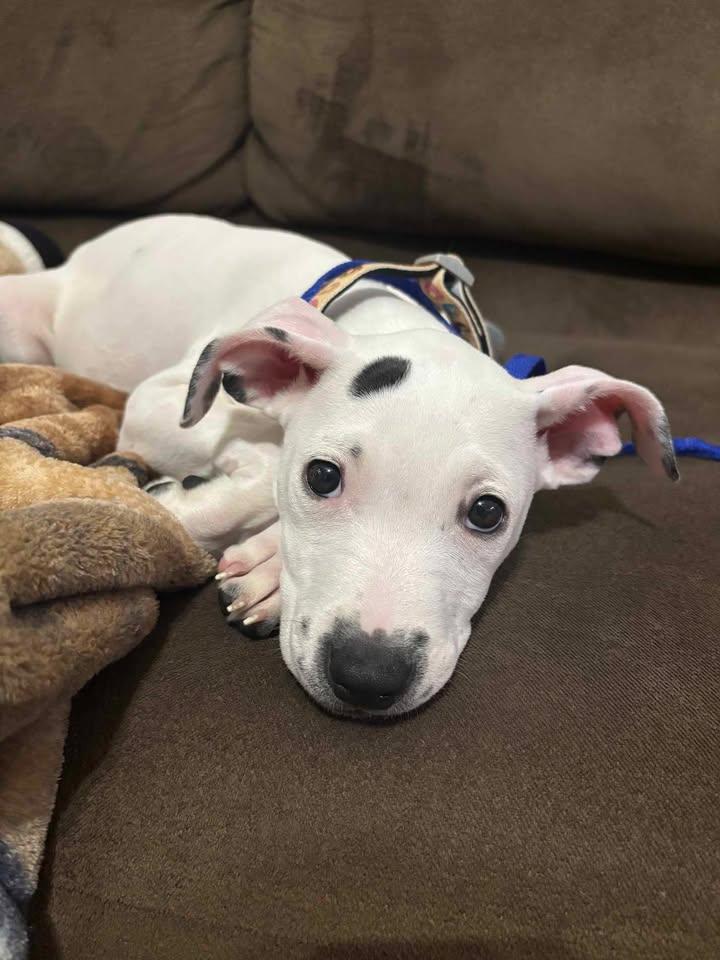 Enlarge Emmy, an adopted mixed breed in Martinsburg, WV image 1/4