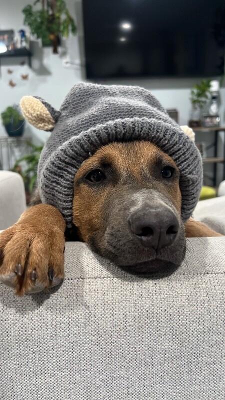 Sway, a Adoptable German Shepherd Dog in Van Nuys, CA image 1/6