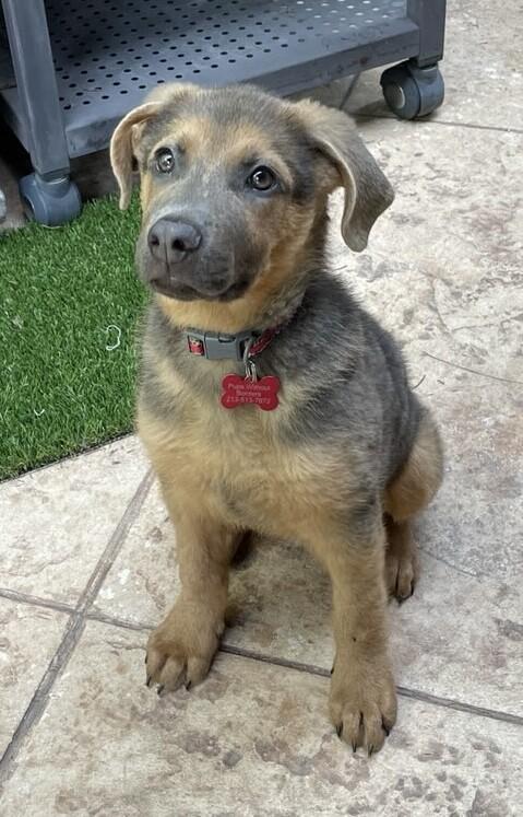 Sway, a Adoptable German Shepherd Dog in Van Nuys, CA image 2/6