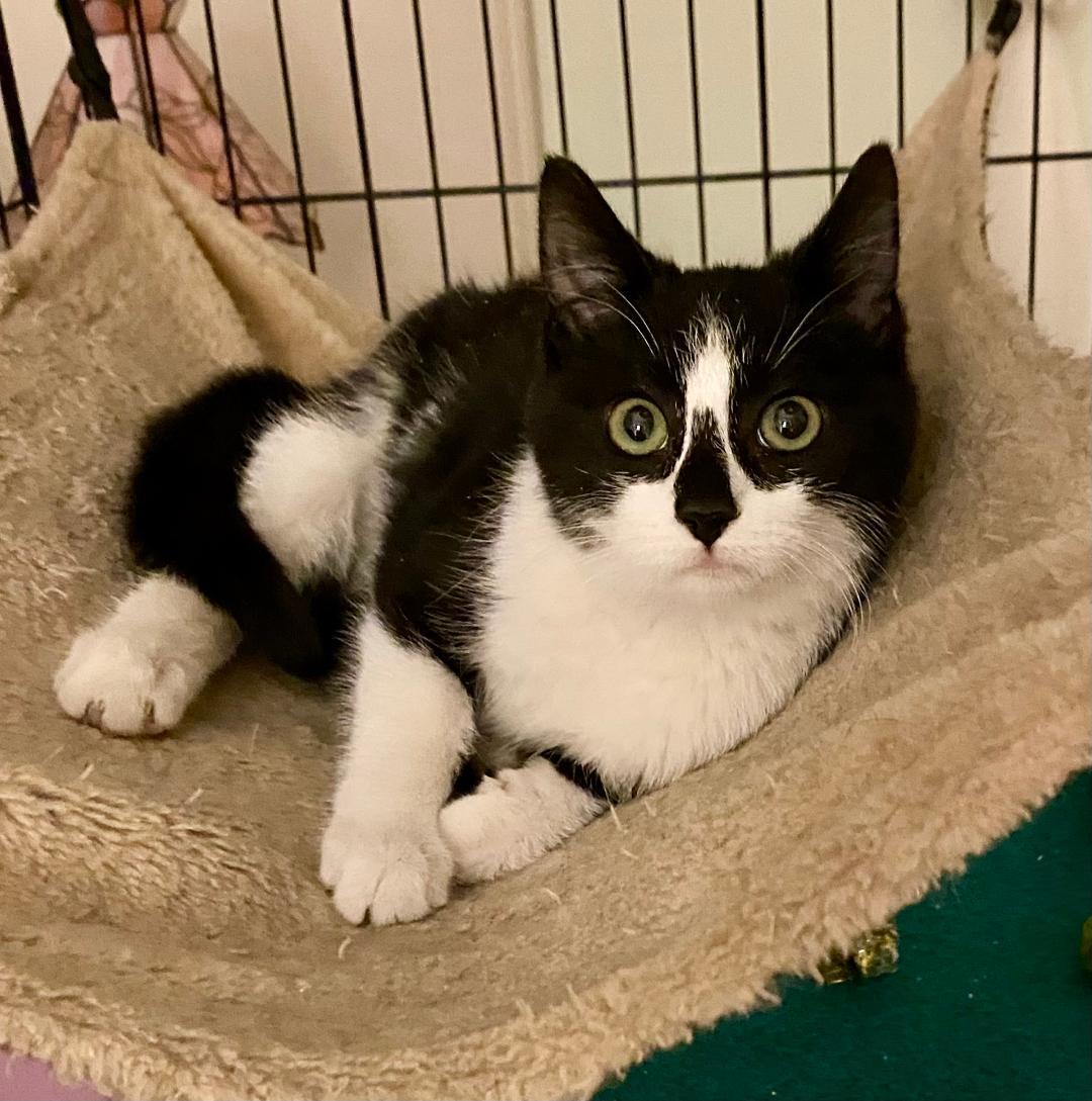 Enlarge Jackie, an adopted mixed breed in Chantilly, VA image 4/5