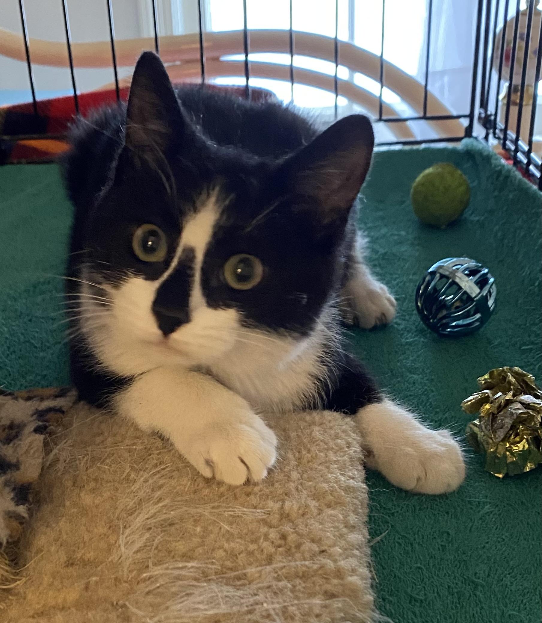 Jackie, adopted, Kitten Female Domestic Short Hair.