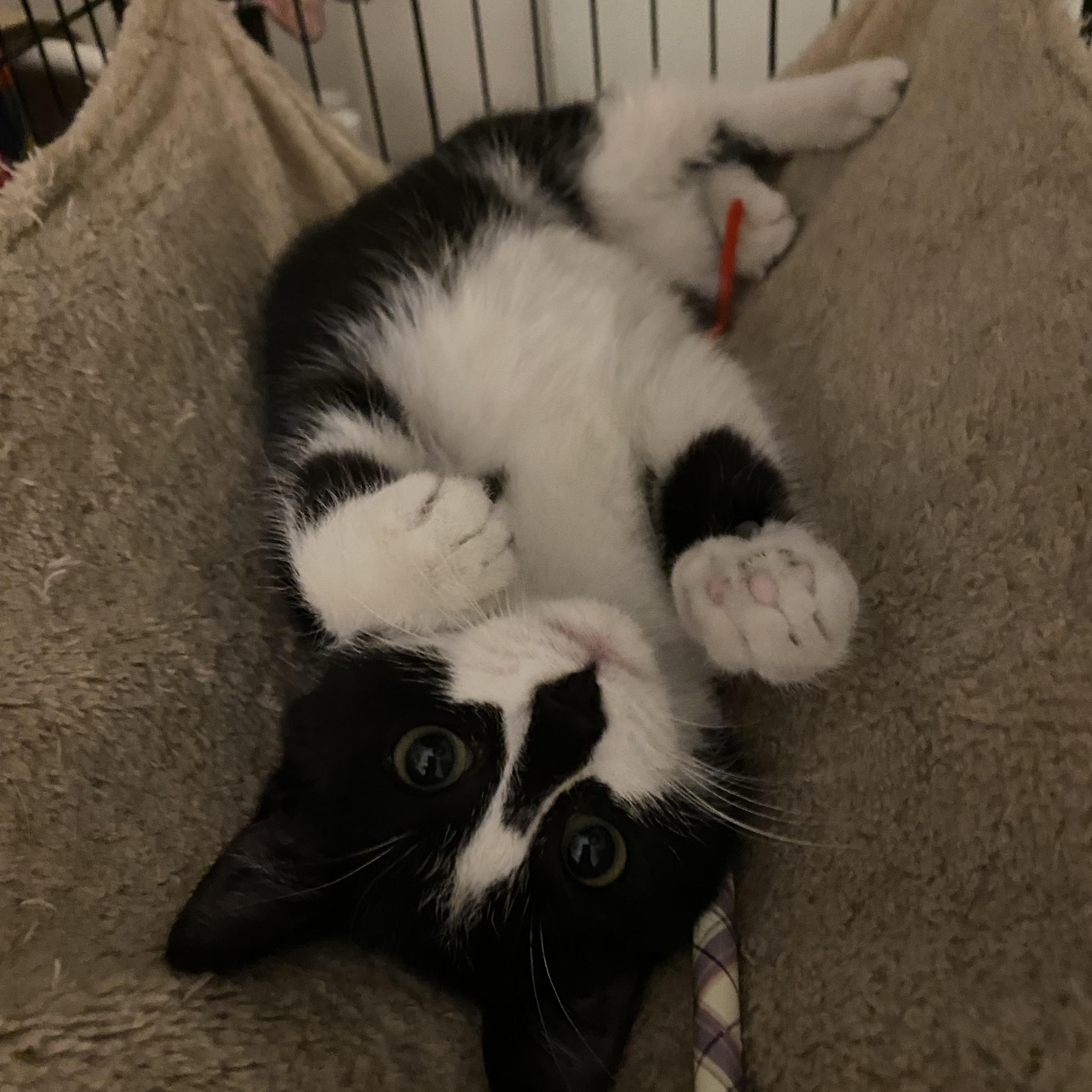 Enlarge Jackie, an adopted mixed breed in Chantilly, VA image 3/5