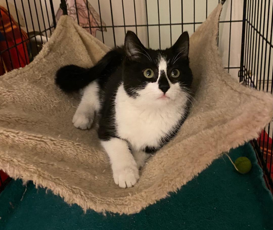 Enlarge Jackie, an adopted mixed breed in Chantilly, VA image 5/5