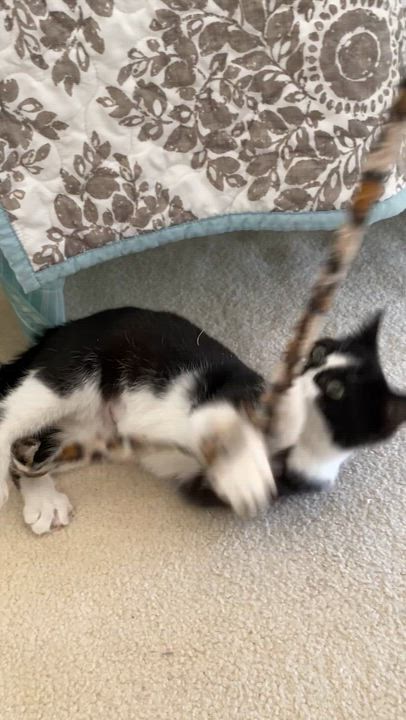 Enlarge Jackie, an adopted mixed breed in Chantilly, VA video 1/5