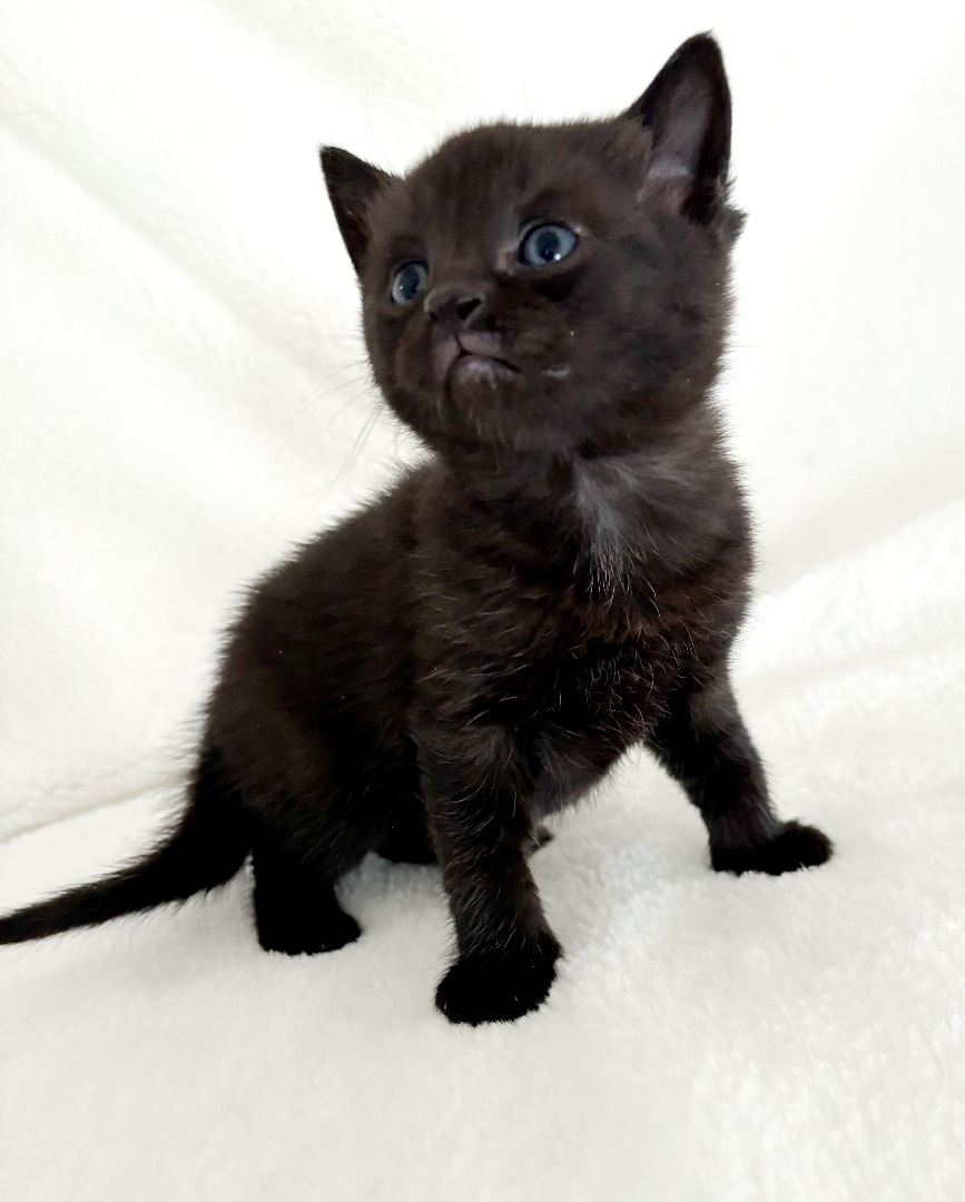 Parcheesi, an adopted Domestic Short Hair in Greensboro, NC_image-1