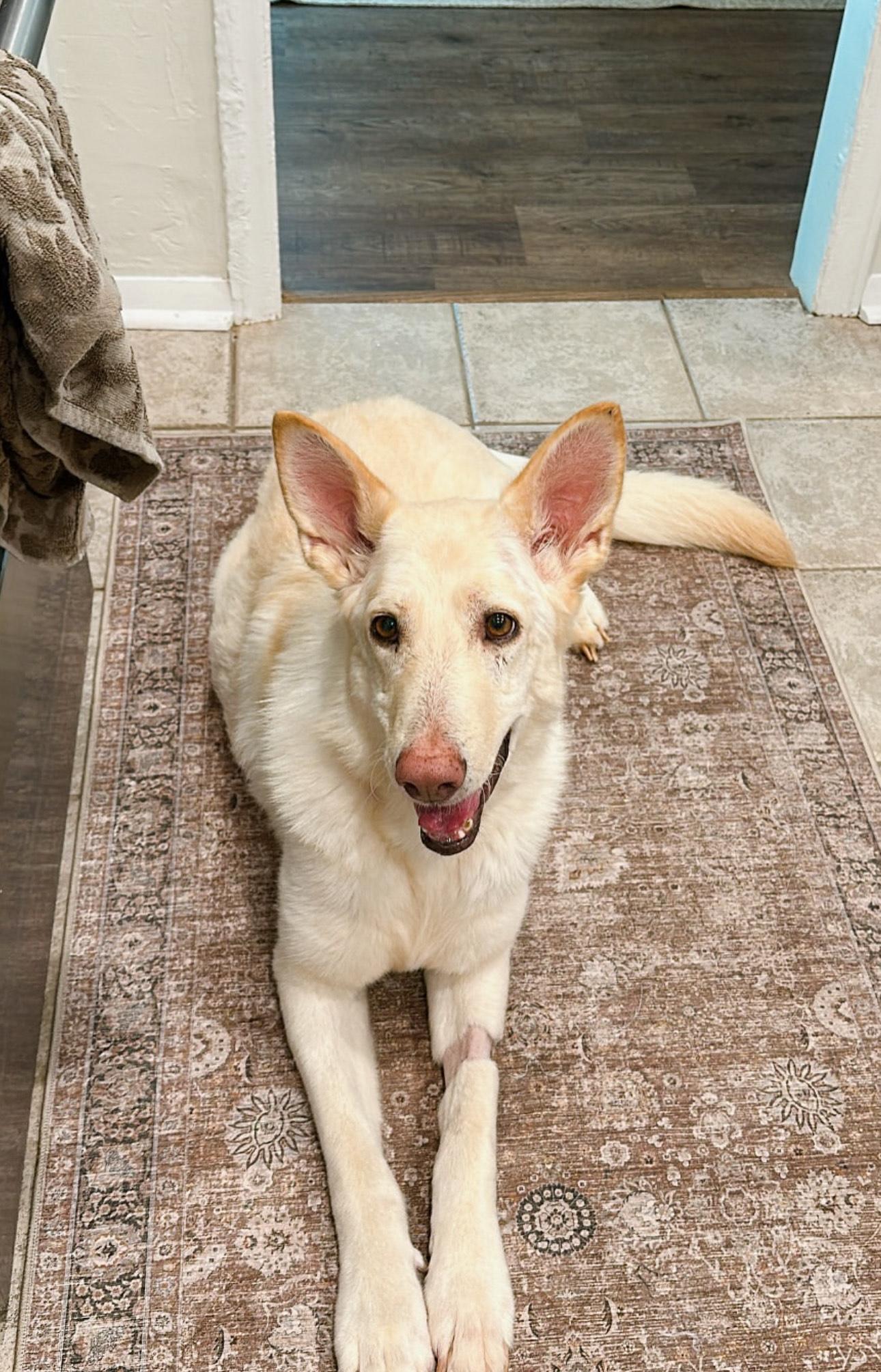 Evie, adopted, Senior Female German Shepherd Dog.