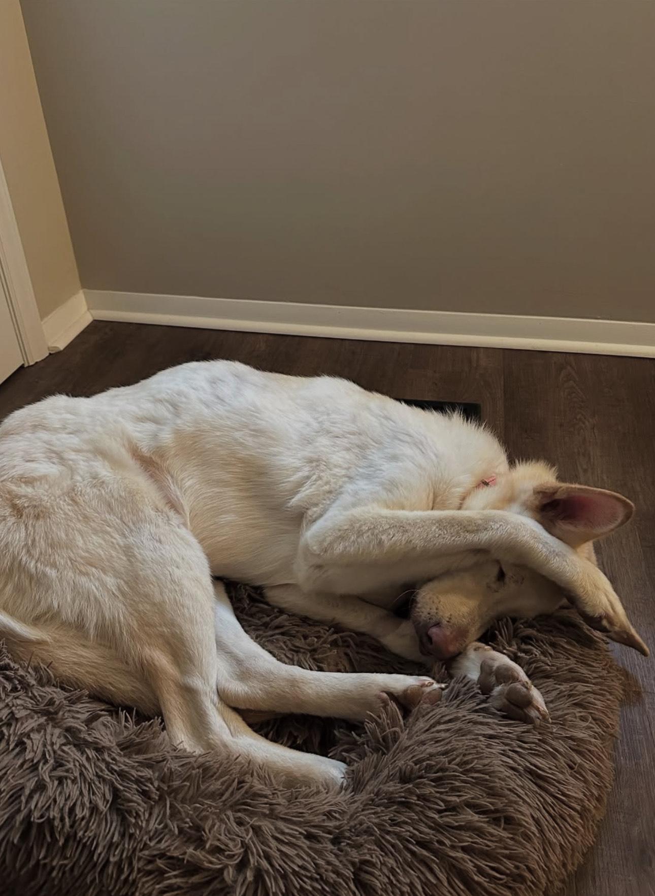 Evie, Adoptable, Senior Female German Shepherd Dog.