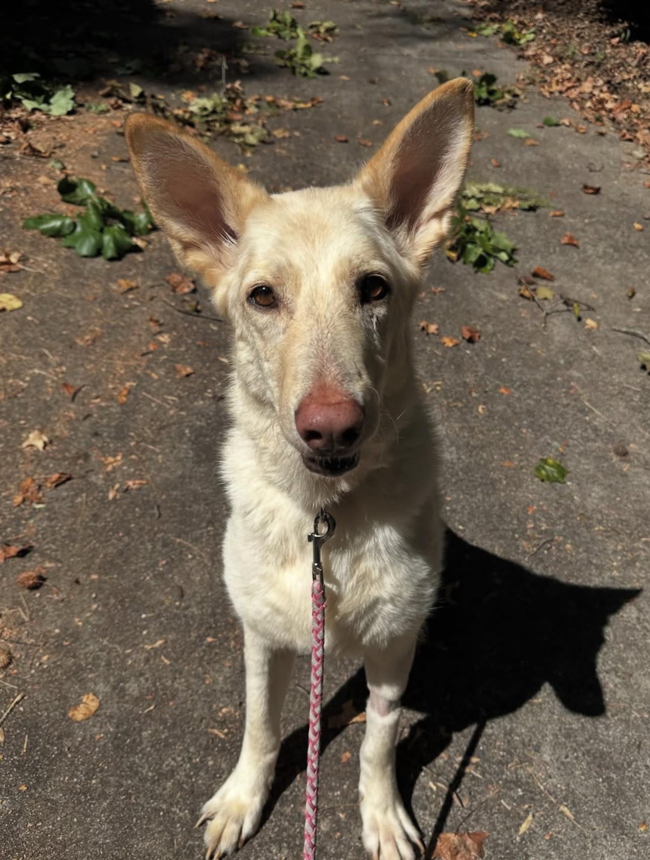Evie, a Adoptable mixed breed in Charlotte, NC image 3/4