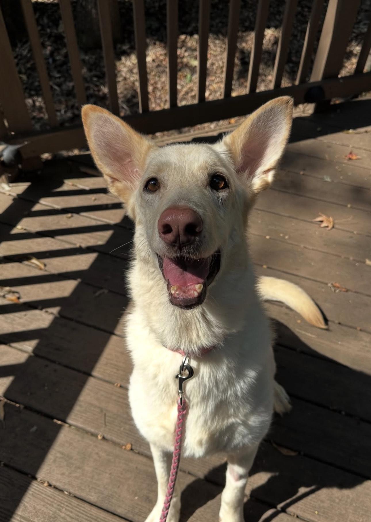 Evie, a Adoptable mixed breed in Charlotte, NC image 4/4