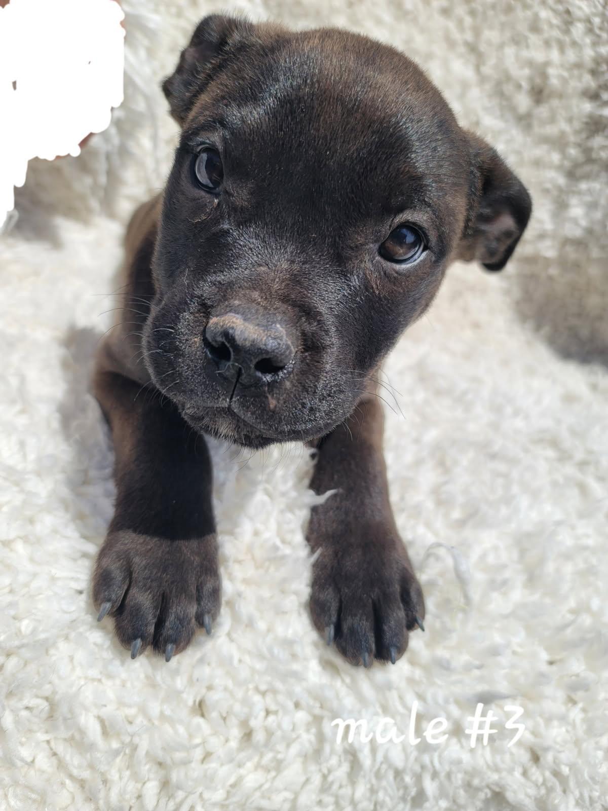 Dr Pepper , adoptable, Puppy Male American Staffordshire Terrier.