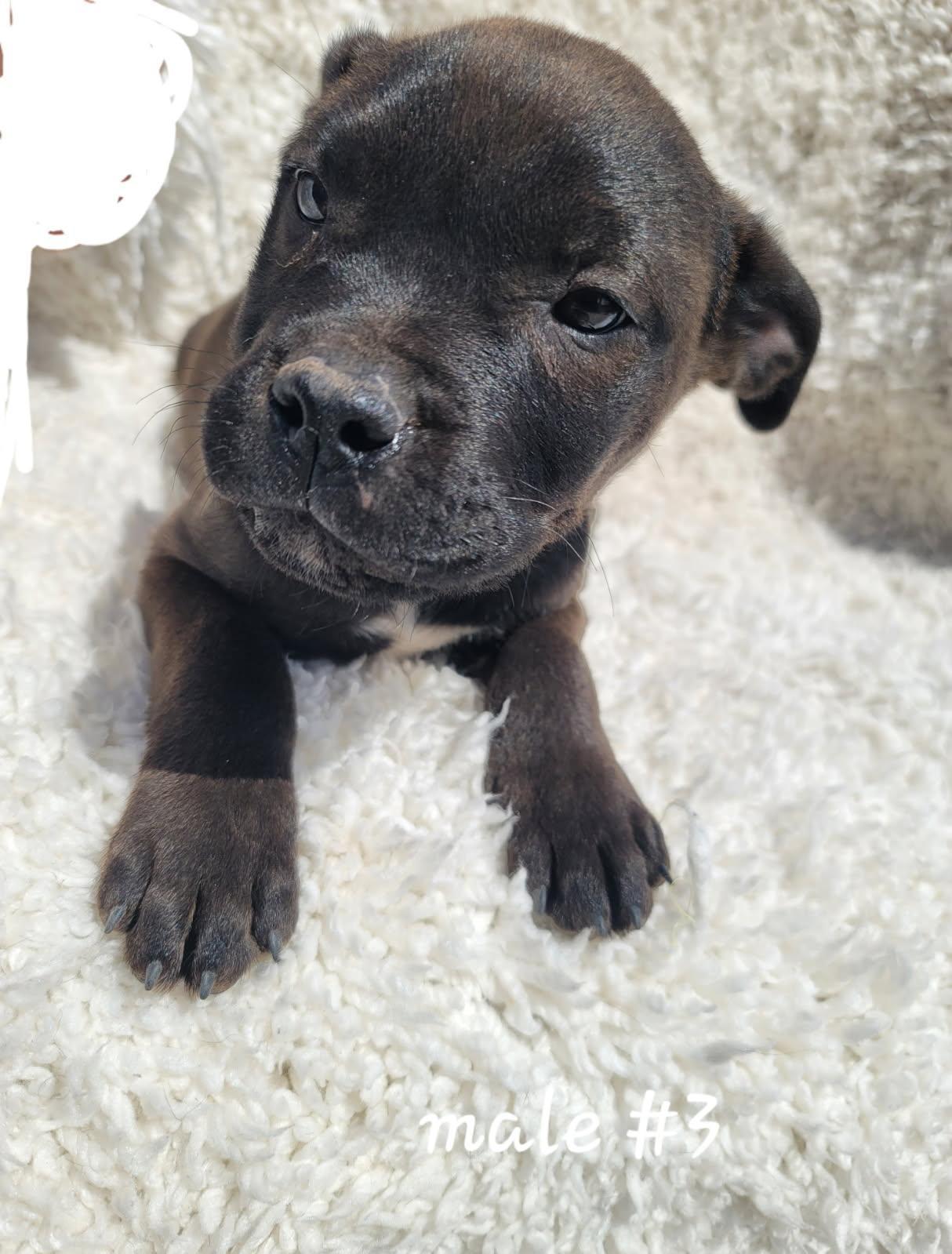 Dr Pepper , an adoptable mixed breed in Bernalillo, NM image 2/3