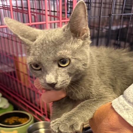 F-Rey, Adoptable, Kitten Male Domestic Short Hair & Russian Blue.