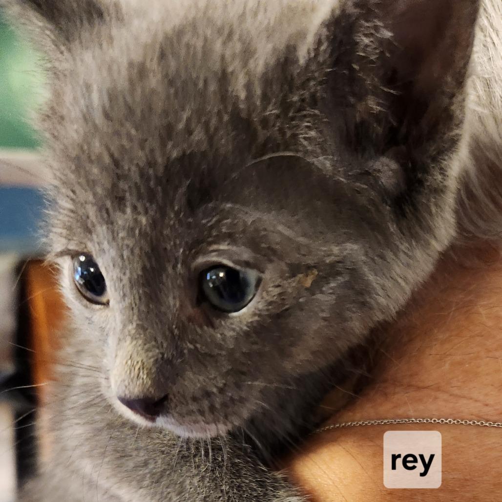 F-Rey, a Adoptable mixed breed in Arizona City, AZ image 2/2