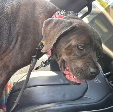 Bella, Adopted, Adult Female Cane Corso.